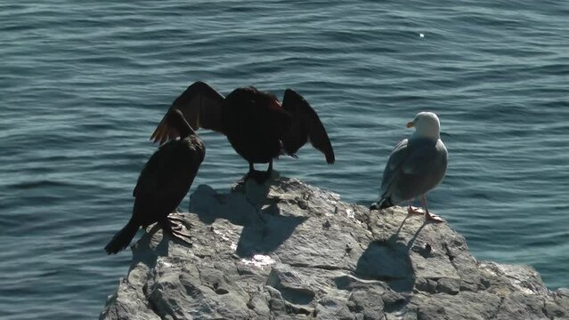 Great cormorants standing on rock spread wings near sea 
Canada Great cormorant wildlife, 2021

