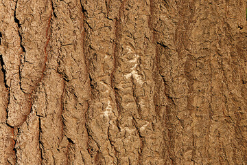 Background. Natural texture from the bark of an old tree. - 540614368