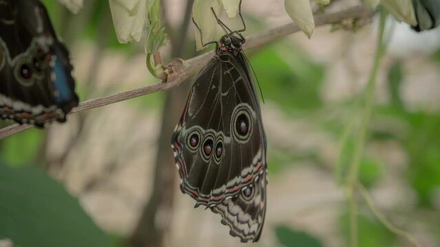 Morpho Peleides Butterfly Stretching His Wings After Hatching from Chrysalis - Timelapse