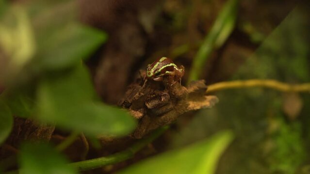 Epipedobates Tricolor - The Phantasmal Poison Frog On A Branch - Soft Focus