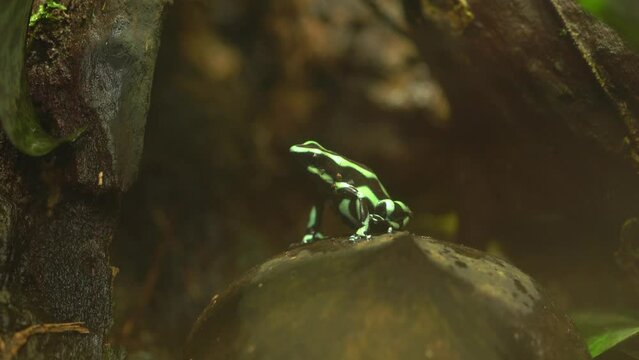 Green-and-Black Poison Dart Frog On A Rock - Macro Shot