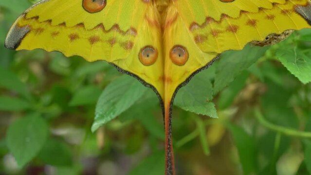 Madagascan Comet Moon Moth , Argema mittrei, on a Cocoon After Hatching in front of a green blurry background