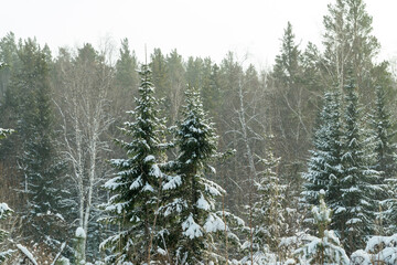Snow-covered winter forest on a sunny day. © Province_photo
