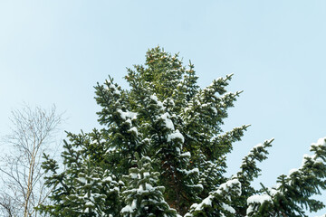 A spruce covered with snow in a winter forest.