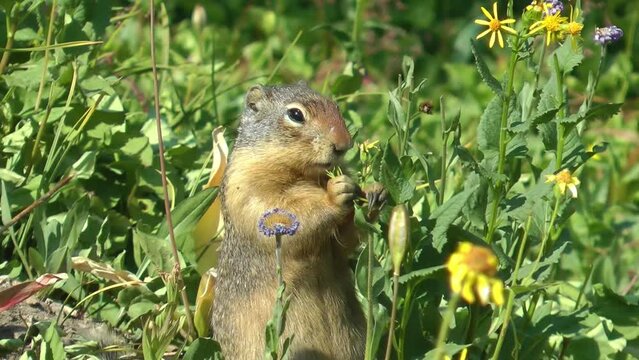 Uinta Ground Squirrel stands and eats flower 
Close up Uinta Ground Squirrel in Banff National Park  Canada
