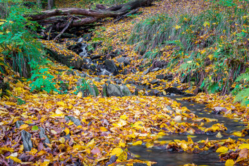 Autumn forest scene with colored foliage and flowing water between rocks