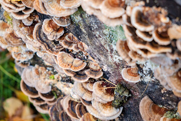 A closeup shot of turkey tail mushrooms,