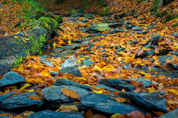 Autumn forest scene with colored foliage and flowing water between rocks