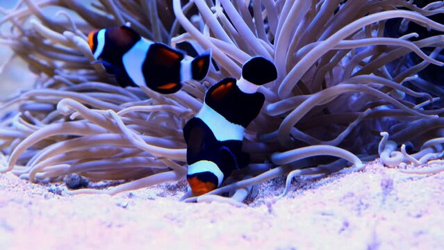 Tropical clownfish swimming in the green anemone. Nemo and anemone. Underwater nemo fish footage of the wildlife on the coral reef.