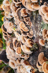 A closeup shot of turkey tail mushrooms,