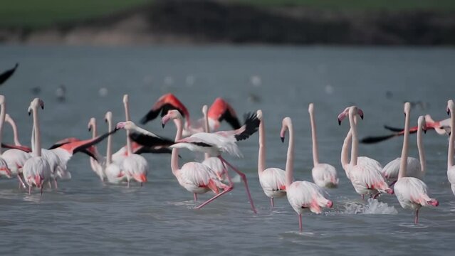 Greater flamingo flock takes off from lake
Larnaca Cyprus long shot, 2021
