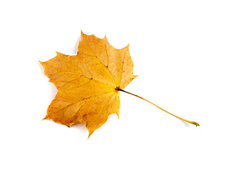 Maple Leaf Isolated. Colored Autumn Tree Leaves