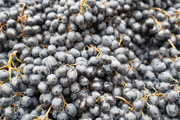 Blue Grape Texture Background, Grapes Pattern with Copy Space