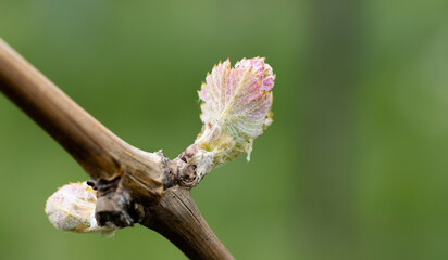 Grapevine putting forth buds in the spring