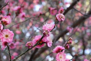日本の冬の公園に咲くピンク色の梅の花