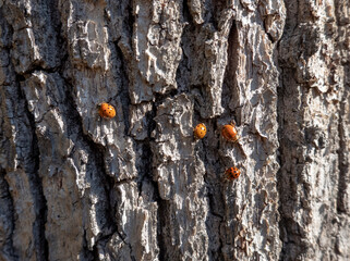 Ladybugs occupying tree bark during swarming