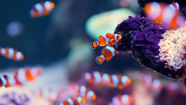 Tropical clownfish swimming in the green anemone. Nemo and anemone. Underwater nemo fish footage of the wildlife on the coral reef.