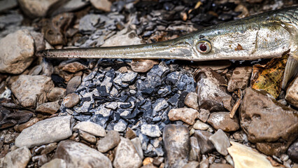 Selective focus long nose gar lies on the rocky bank of a river