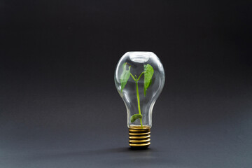 Green plant grow in light bulb