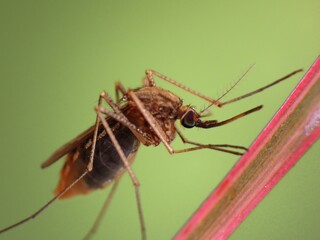 ant,ants,weaver ant,weaver ants,animal,aphids,aphid,spider,bee,leaf,branch,garden,farming,close-up,closeup,insect,insects,butterfly,spider,feeding,stingless bee,colony,wings,moth,natural,eye,environme