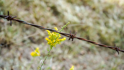 Selective focus barbed wire stand overlays blurred yellow field flower