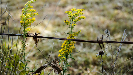 Selective focus wild yellow field flower with beetle grows on the back side of a blurred barbed wire fence