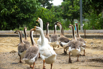Flock of geese are walking.Geese go down the trail.White domestic geese are walking. Geese on a farmyard.