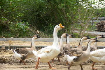 Flock of geese are walking.Geese go down the trail.White domestic geese are walking. Geese on a...