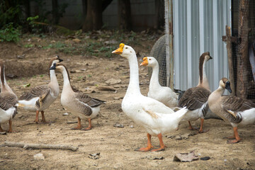 Flock of geese are walking.Geese go down the trail.White domestic geese are walking. Geese on a farmyard.