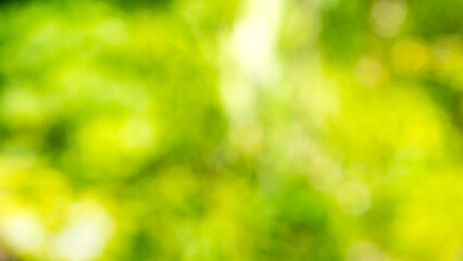 Bright sunlight natural gradient  background,Abstract green blur background, Nature view of green leaf on blurred greenery background in garden.