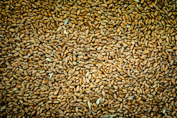 Obraz premium Grains de blé en arrière plan