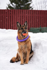 a dog with his toys sits outside in winter