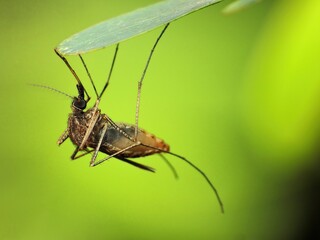 ant,ants,weaver ant,weaver ants,animal,aphids,aphid,spider,bee,leaf,branch,garden,farming,close-up,closeup,insect,insects,butterfly,spider,feeding,stingless bee,colony,wings,moth,natural,eye,environme