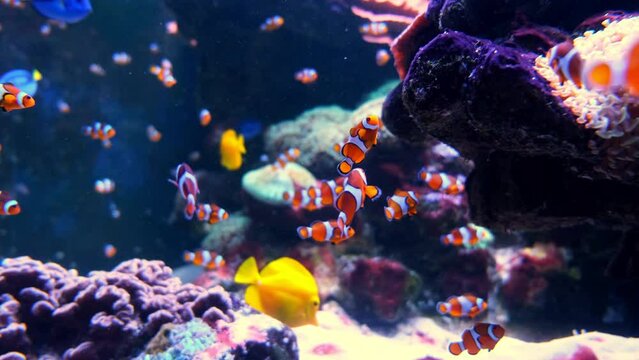 Tropical clownfish swimming in the green anemone. Nemo and anemone. Underwater nemo fish footage of the wildlife on the coral reef.