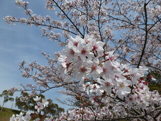 Cherry tree in full bloom  in japan
