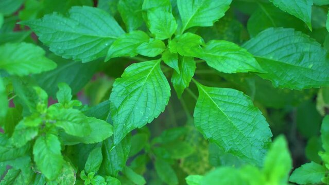 Ram tulsi leaf juice is a very useful Ayurvedic medicine for cold and cough. Cough syrup is made from this.