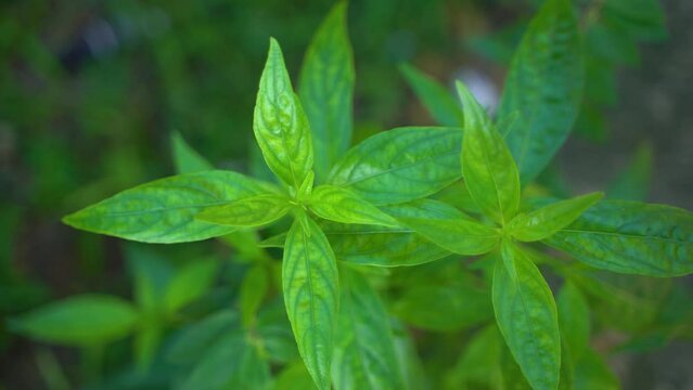 A variety of medicines are prepared from Andrographis Paniculata leaf or kalmegh.