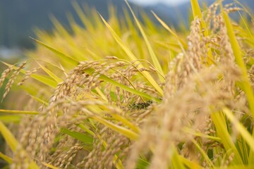 Fototapeta premium rice cultivation