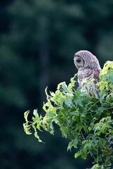 Vertical shot of a juvenile Barred Owl looking down learning how to scout for prey