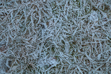 Early winter morning. The grass on the seashore is covered with beautiful ice patterns. - 540619550