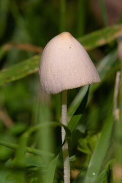Closeup of growing Panaeolus semiovatus mushroom in green nature background