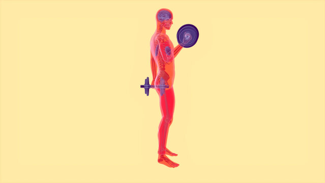 Abstract 3D anatomy of a man doing biceps curls