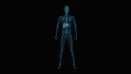 Fototapeta na wymiar Abstract 3D anatomy of the digestive system