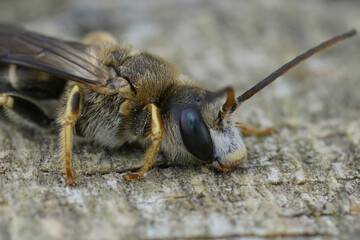 Closeup on a hairy male Great banded furrow bee, Halictus scabiosae, sitting on wood
