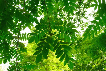 Fototapeta na wymiar Manchurian walnut. Beautiful green fruits on trees