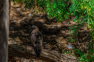 portrait eagle in the woods