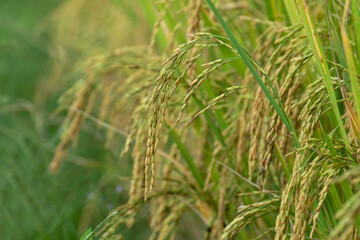 beautiful rice field in Thailand