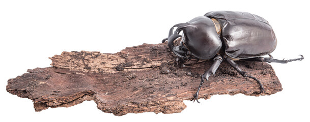 Rhinoceros beetle isolated