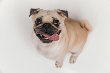 happy curious pug dog with tongue outside panting and looking up