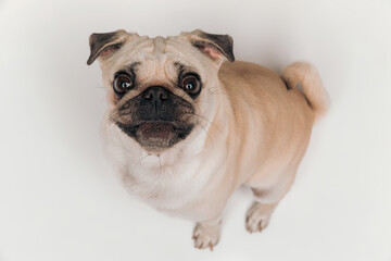 Fototapeta premium top view of cute pug puppy looking up with his big eyes